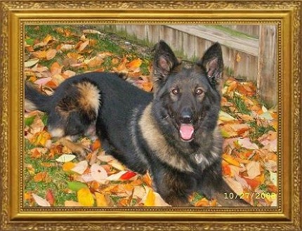 Rocco Waros K-9 Retired 2004-2017